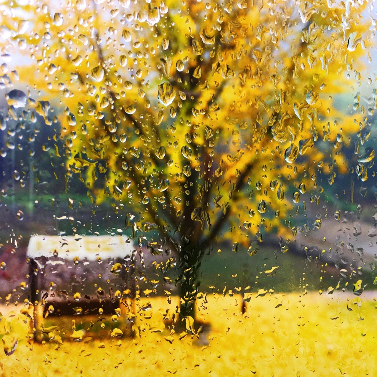飘雨洗发水_飘雨的时候你在哪里是什么歌_飘雨