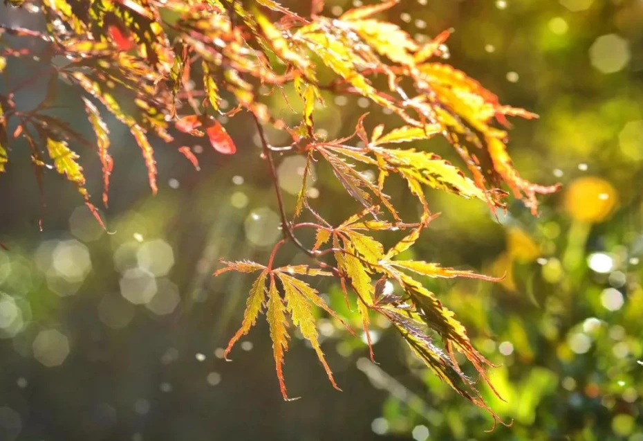 飘雨的时候你在哪里是什么歌_飘雨_飘雨洗发水