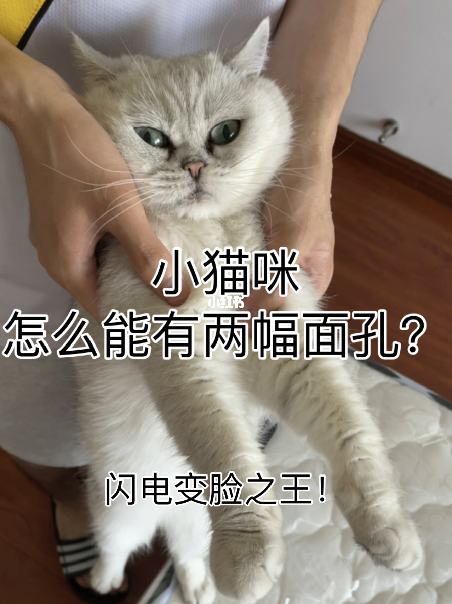 七猫免费阅读小说_快猫免费_猫免费领养