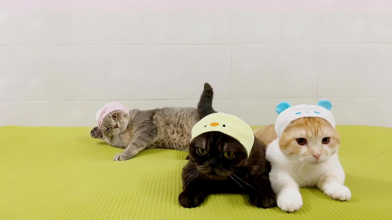 猫猫学院_猫咪学院动漫_猫学院套装