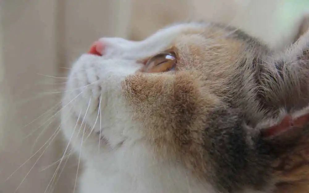 猫游戏软件_it猫手机游戏_手游猫app