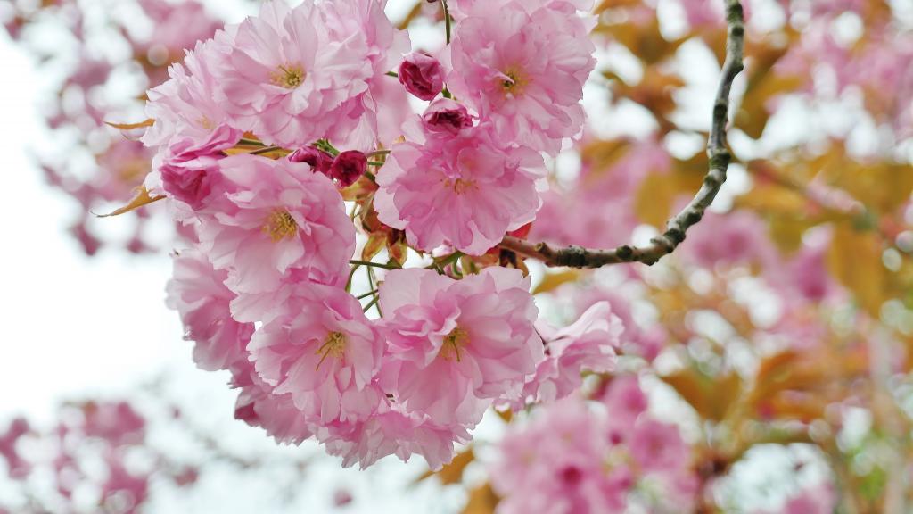 同级生樱花_樱花动漫相同的_樱花一样