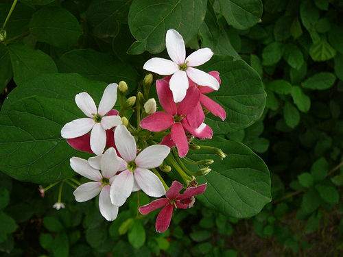 凉花_凉花胡桃简介_凉花怎么攻略