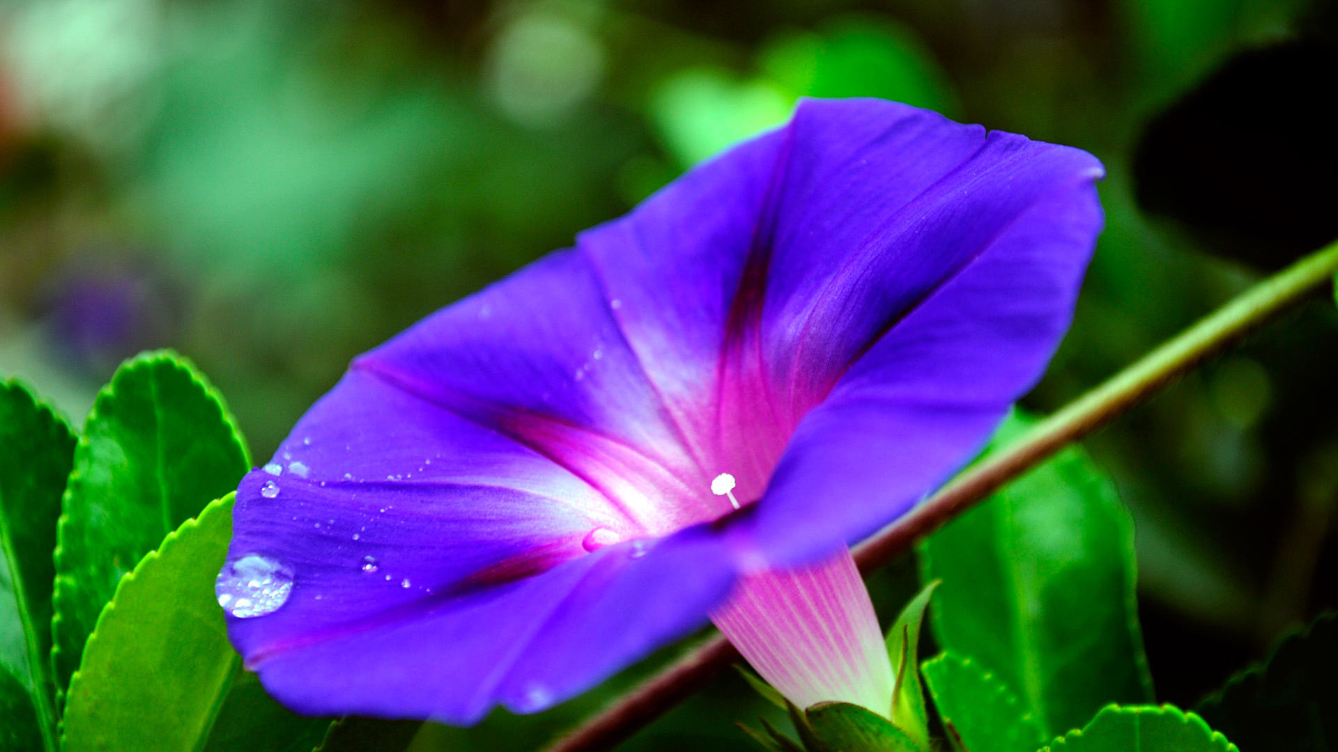 凉花_凉花怎么攻略_凉花胡桃简介