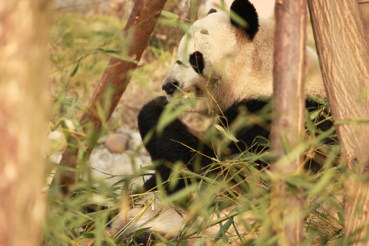 熊猫家族宫崎骏在线观看免费_熊猫家族电影_熊猫家族