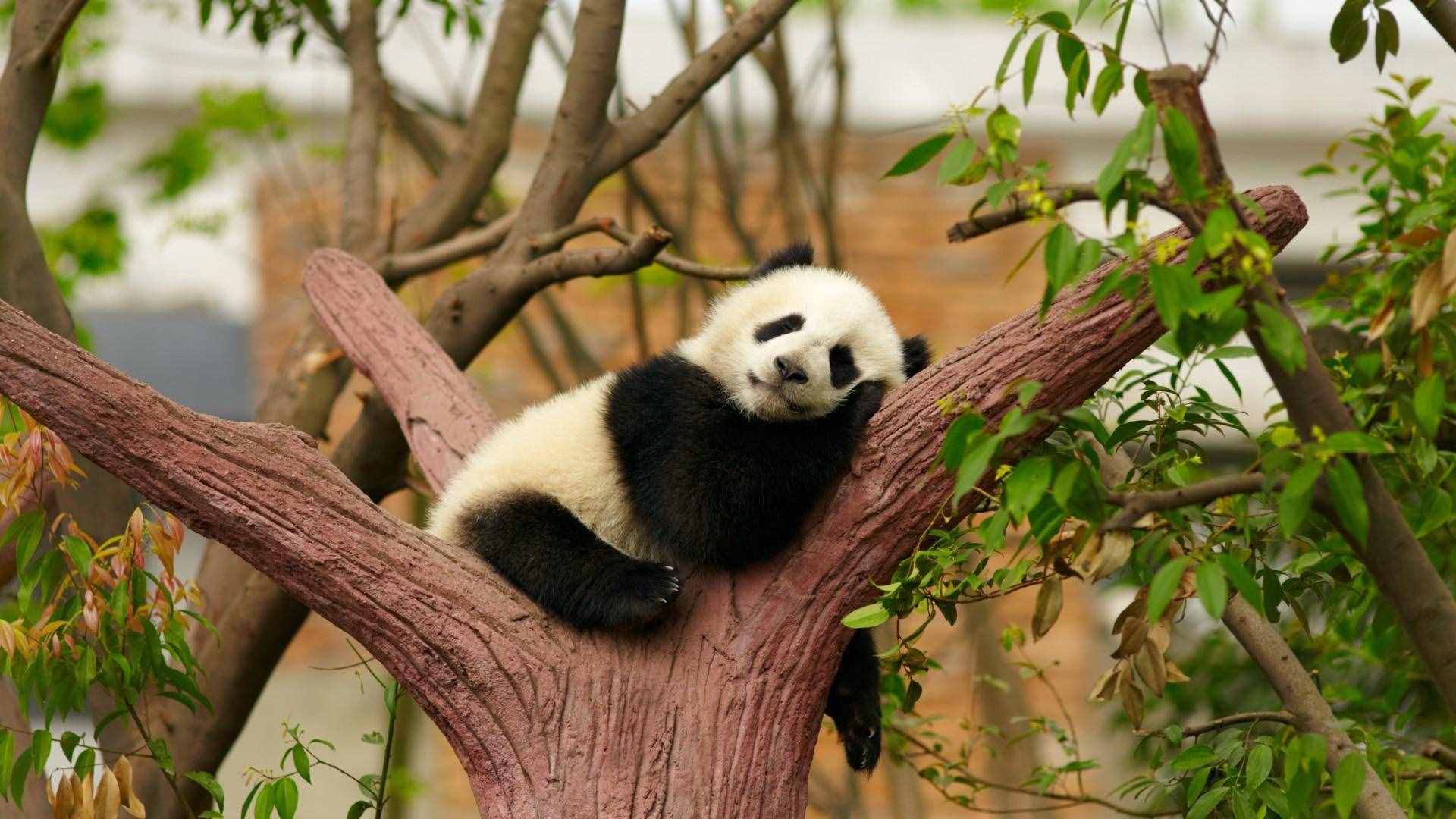 熊猫家族电影_熊猫家族宫崎骏在线观看免费_熊猫家族