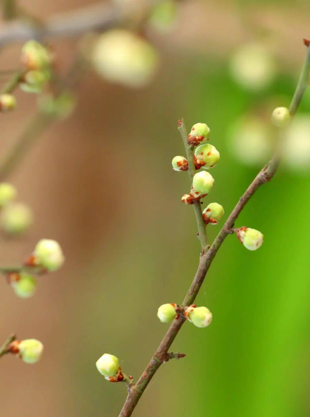 立春节气_二十四节气立春_节气立春介绍