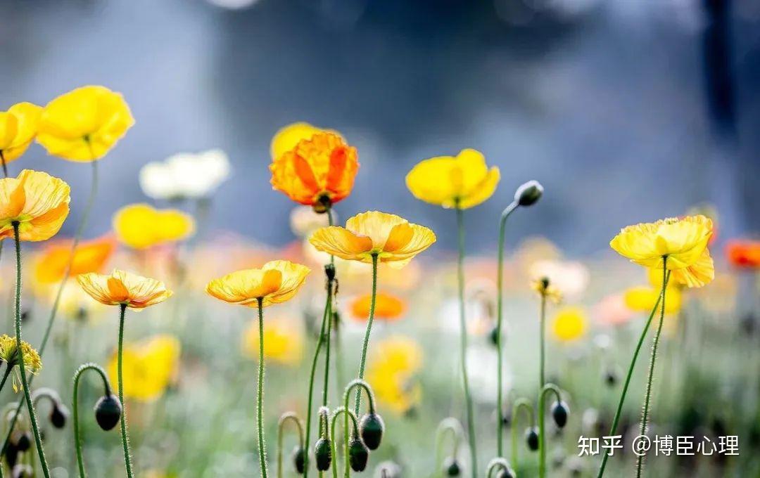 宫泽风花头像_宫泽风花喜欢谁_宫泽风花