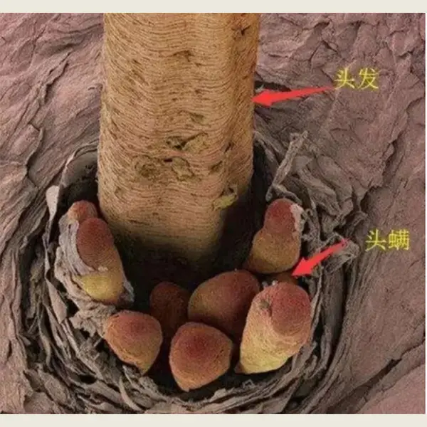 lol皮肤修改器别人能看见吗_lol皮肤修改器_lol皮肤修改器原理