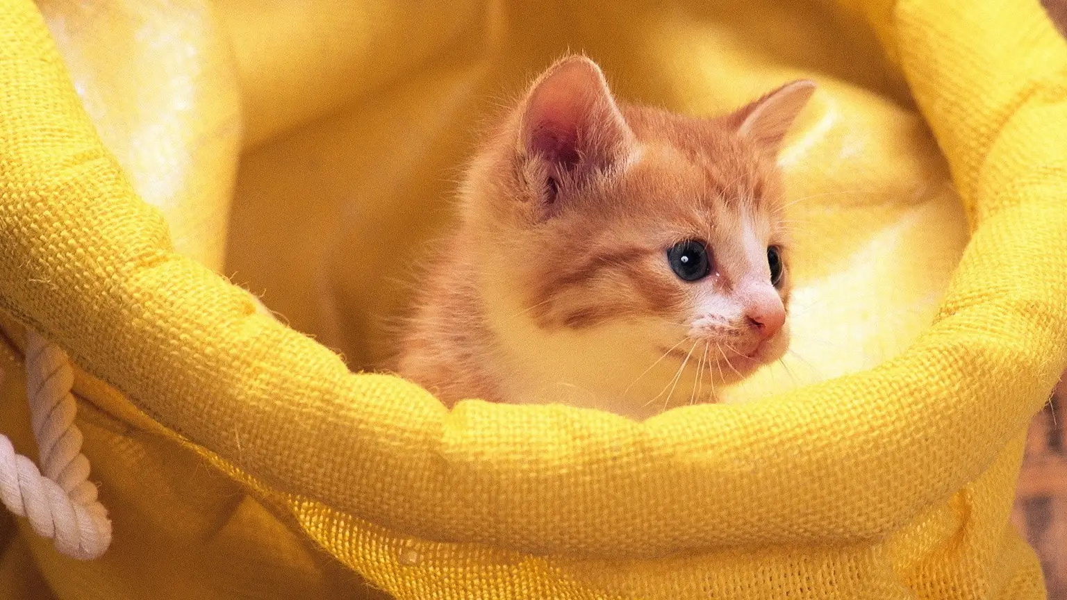 猫咪卖萌图片表情包_猫咪可爱图片卖萌_猫咪卖萌可爱图片大全