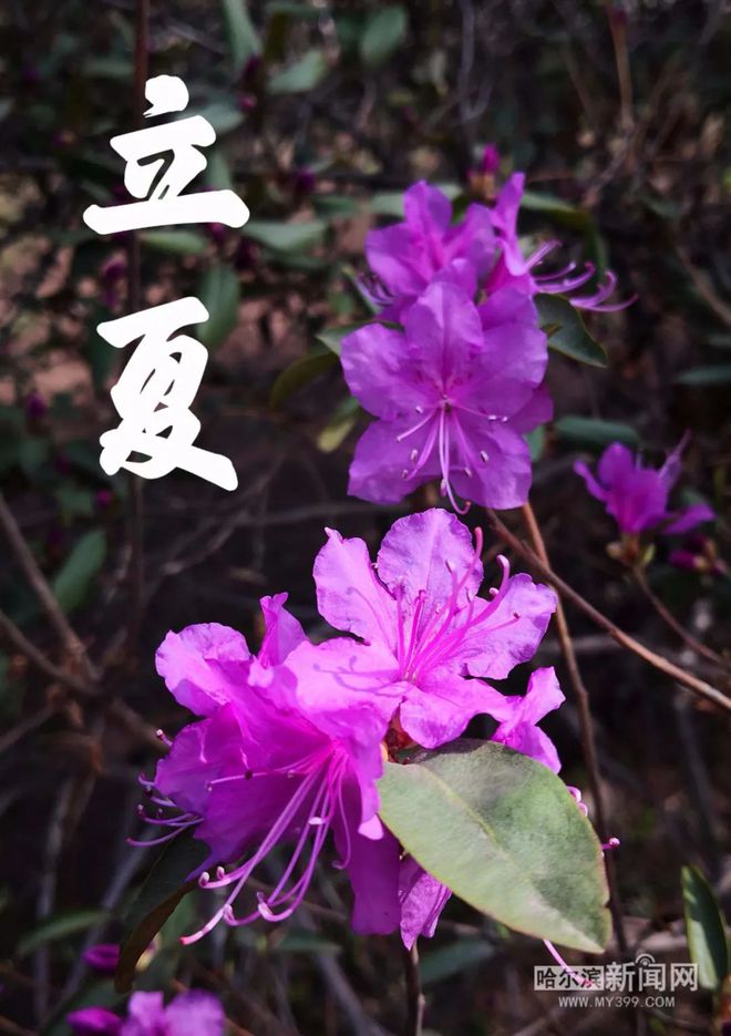 孟夏是几月_孟夏月是艺人吗_孟夏月是什么意思