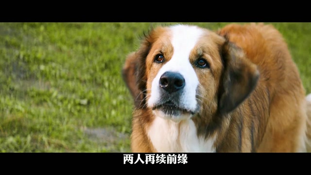 一条狗的使命电影免费观看-感动人心的电影分享：一条狗的使命带