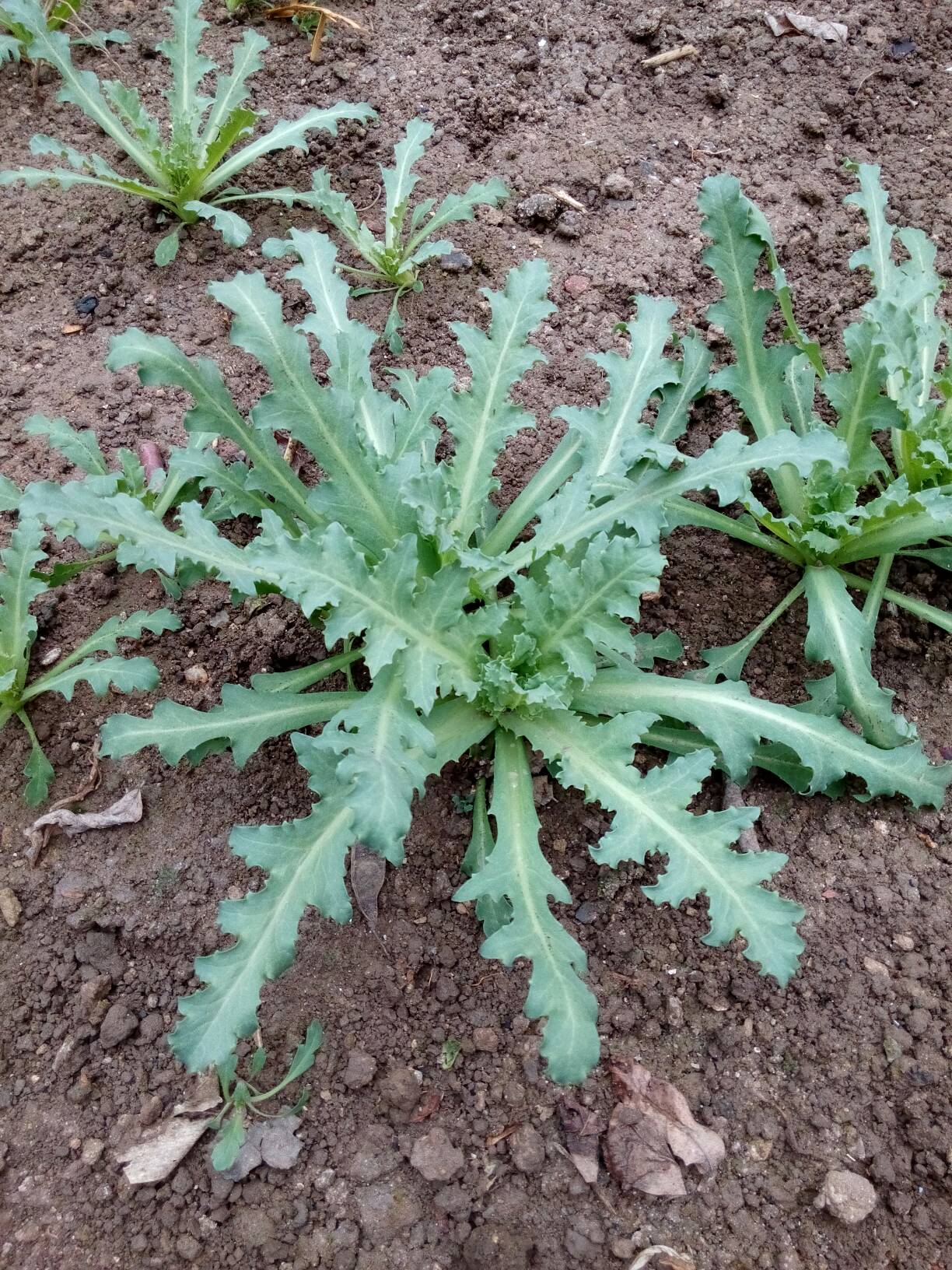 抽烟打游戏图片_抽烟照片真实只拍烟_抽大烟和玩手机游戏照片