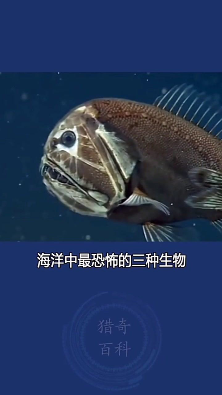 海虎黑暗_黑暗虎鲸的图片_黑暗海虎5
