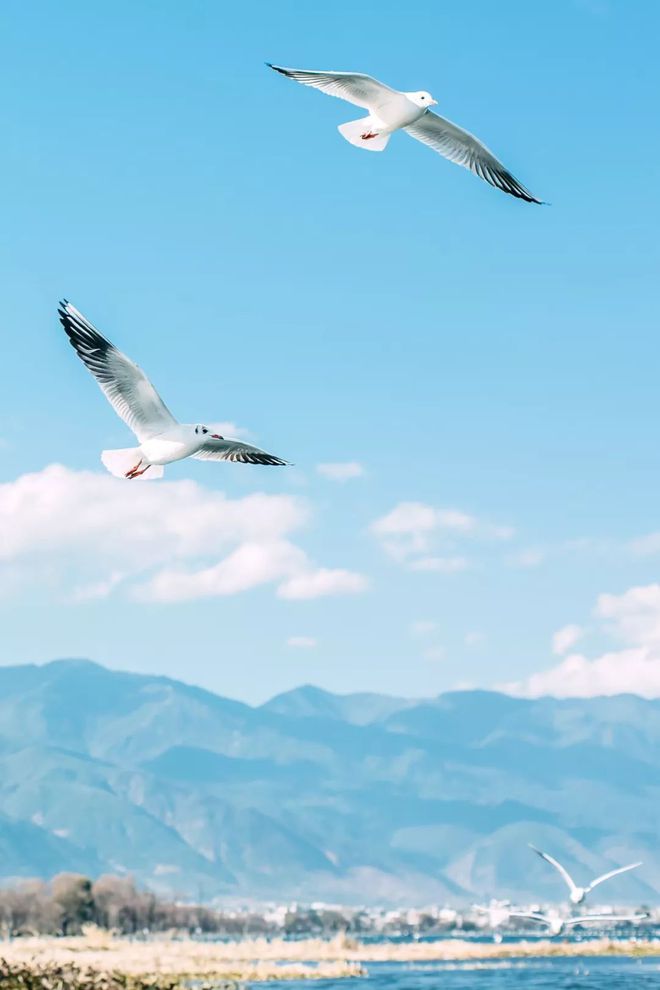 若濑千夏_若濑千夏_若濑千夏